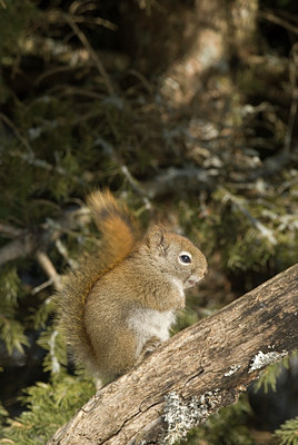 BUITEN BEELD Foto: 52926