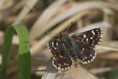 BUITEN BEELD Foto: 52953