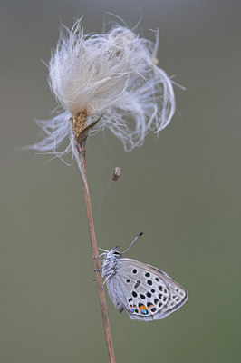 BUITEN BEELD Foto: 52961