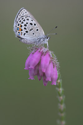 BUITEN BEELD Foto: 52962