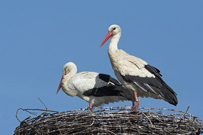 BUITEN BEELD Foto: 52964