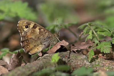 BUITEN BEELD Foto: 52969