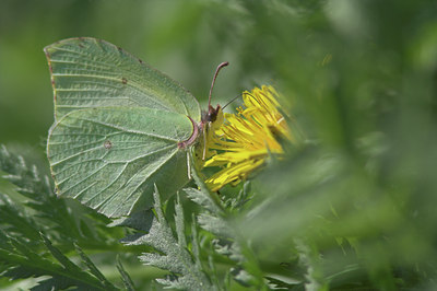 BUITEN BEELD Foto: 52971