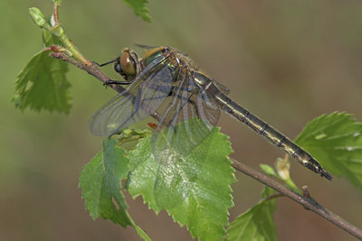 BUITEN BEELD Foto: 52981