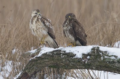 BUITEN BEELD Foto: 53071