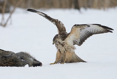 BUITEN BEELD Foto: 53074