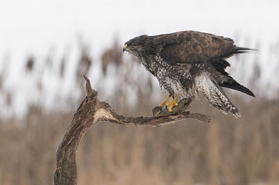 BUITEN BEELD Foto: 53083