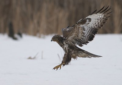 BUITEN BEELD Foto: 53088
