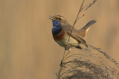 BUITEN BEELD Foto: 53105