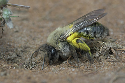 BUITEN BEELD Foto: 53132