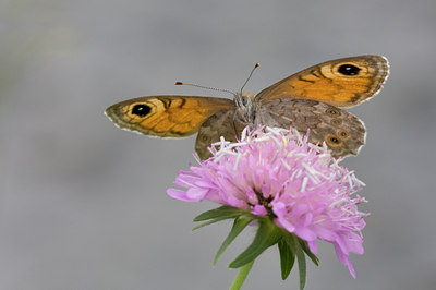 BUITEN BEELD Foto: 53176