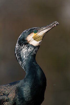 BUITEN BEELD Foto: 53223