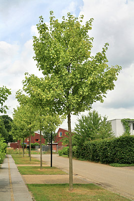 BUITEN BEELD Foto: 53228