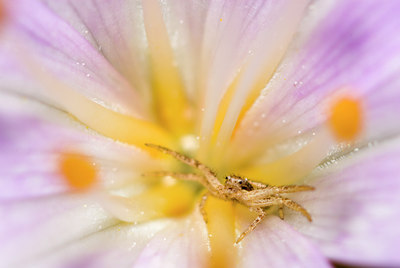 BUITEN BEELD Foto: 53245