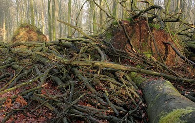 BUITEN BEELD Foto: 53251