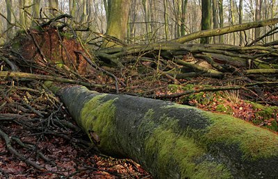 BUITEN BEELD Foto: 53254