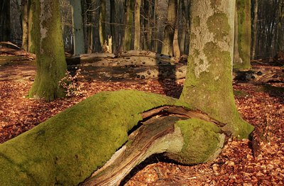 BUITEN BEELD Foto: 53260