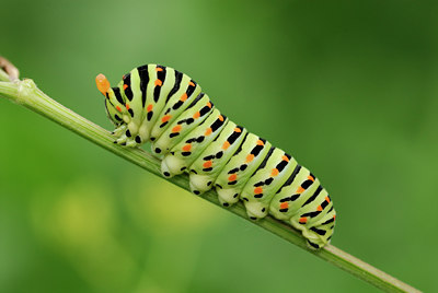 BUITEN BEELD Foto: 53266