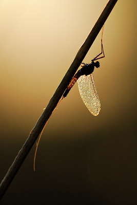 BUITEN BEELD Foto: 53276