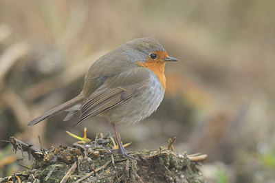 BUITEN BEELD Foto: 53293
