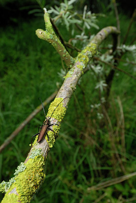 BUITEN BEELD Foto: 53304