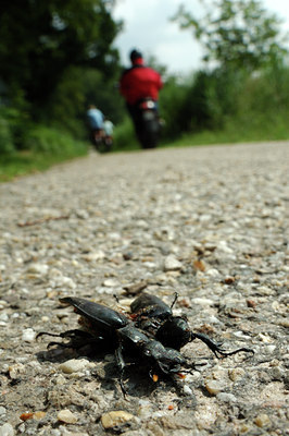 BUITEN BEELD Foto: 53310