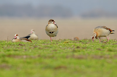 BUITEN BEELD Foto: 53328