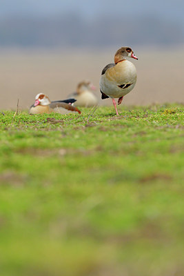 BUITEN BEELD Foto: 53330