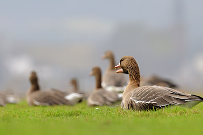 BUITEN BEELD Foto: 53332