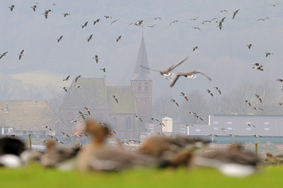 BUITEN BEELD Foto: 53334