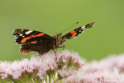 BUITEN BEELD Foto: 53348