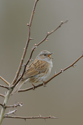 BUITEN BEELD Foto: 53367