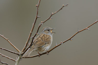BUITEN BEELD Foto: 53368