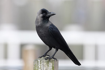 BUITEN BEELD Foto: 53387