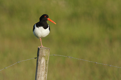 BUITEN BEELD Foto: 53388