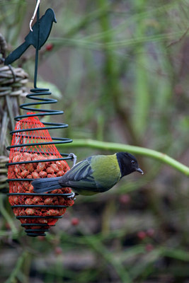 BUITEN BEELD Foto: 53401