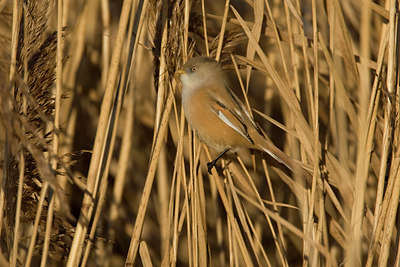 BUITEN BEELD Foto: 53404