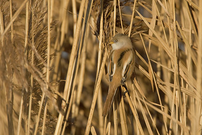 BUITEN BEELD Foto: 53405