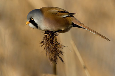 BUITEN BEELD Foto: 53407