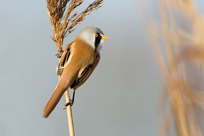 BUITEN BEELD Foto: 53414