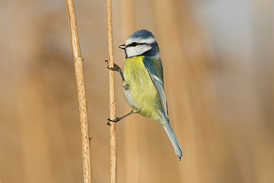 BUITEN BEELD Foto: 53422