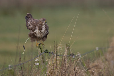 BUITEN BEELD Foto: 53425