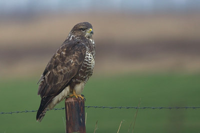 BUITEN BEELD Foto: 53426