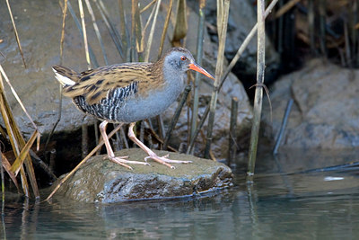 BUITEN BEELD Foto: 53432