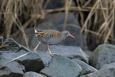 BUITEN BEELD Foto: 53434