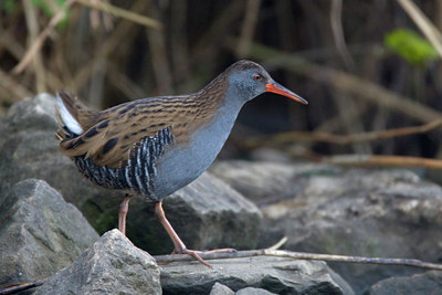 BUITEN BEELD Foto: 53437