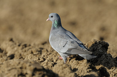 BUITEN BEELD Foto: 53447