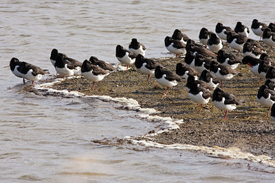 BUITEN BEELD Foto: 53453