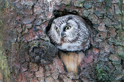 BUITEN BEELD Foto: 53478