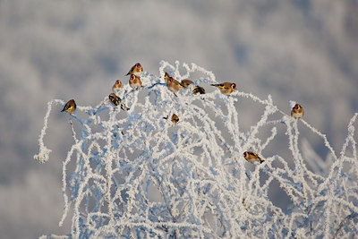 BUITEN BEELD Foto: 53543